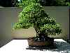 bonsai16.jpg